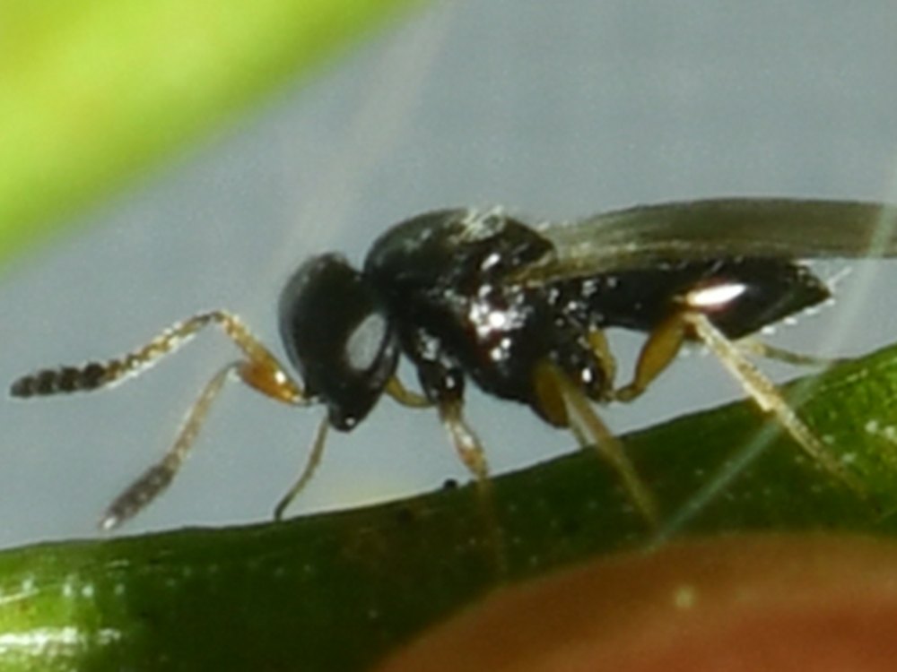 Micro vespa do gênero Telenomus sobre uma folha, ao lado de um ovo de inseto