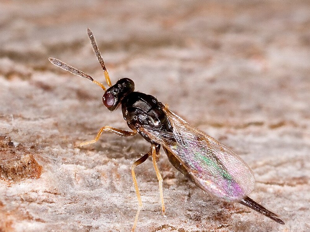 Micro vespa do gênero Tetrastichus pousada em uma casca de árvore