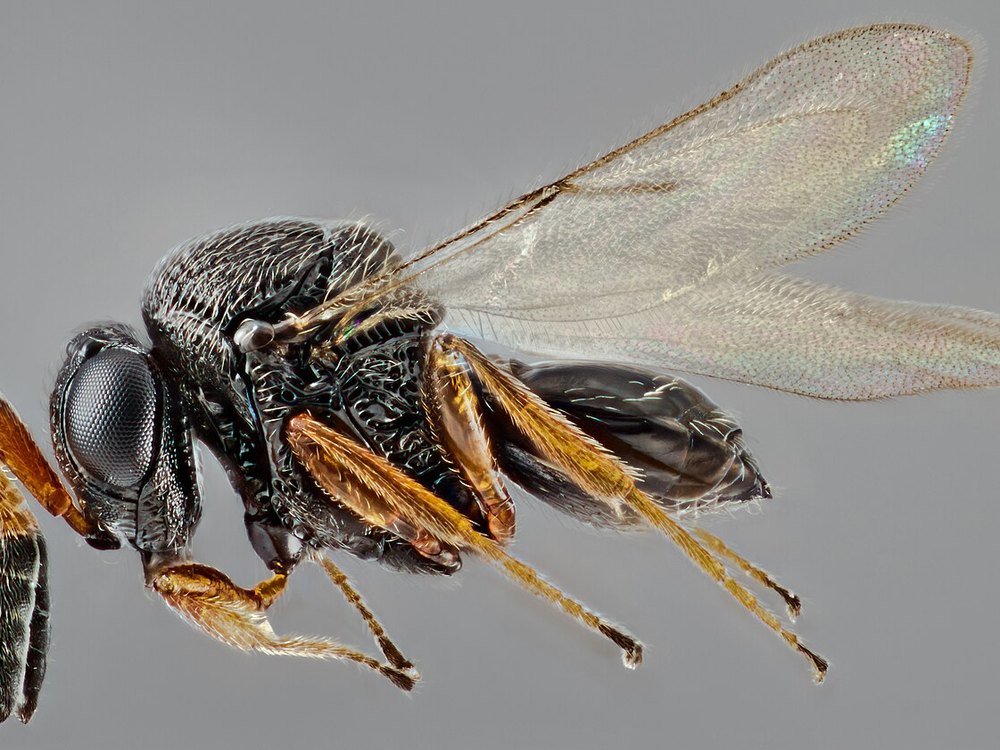 Micro vespa do gênero Trissolcus em vista lateral, com detalhe das asas