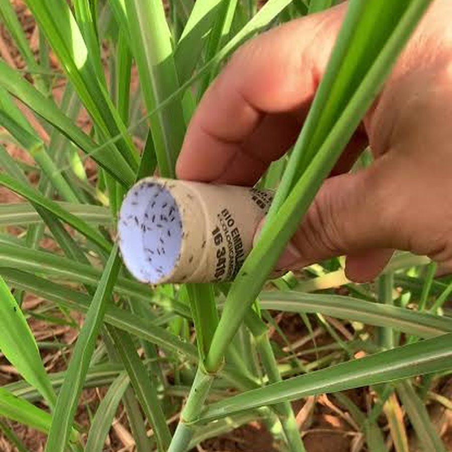 Tubete de papelão biodegradável de Cotesia flavipes segurado em um talhão de cana, com as micro vespas já emergidas sobre a tampa